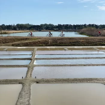 marais salants rivesaline ile de ré